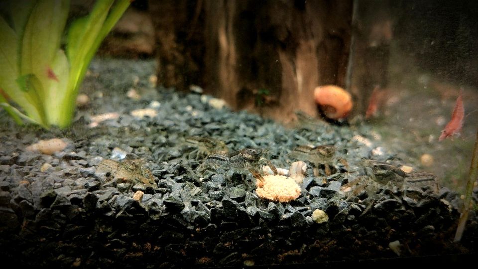 ❗Cambarellus Diminutus kleinster Zwergkrebs für Nano Aquarium❗ in Oberhausen