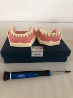 Dentalhygiene-Modell von Frasacco München - Pasing-Obermenzing Vorschau