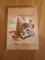 Katzen-Babies DVD Niedersachsen - Martfeld Vorschau