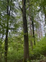 Waldgrundstück und Waldgenossenschaftsanteile Thüringen - Hildburghausen Vorschau