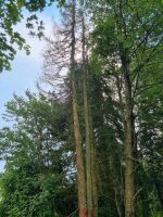 tausche Fichten nadel holz bäume Saarland - Völklingen Vorschau