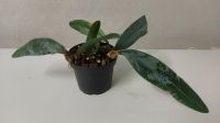 Bulbophyllum phalaenopsis x cruentum Orchidee Pflanze Sachsen - Pegau Vorschau