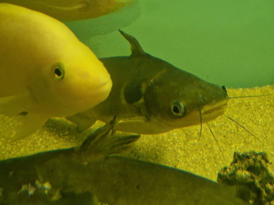 Horabagrus brachysoma, Mondfinsterniss-Stachelwels in Rügland