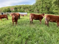 Limousin Rinder, Färsen Baden-Württemberg - Neuenstein Vorschau