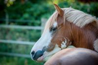 Kindergeburtstag Kreis Pinneberg - Holm Vorschau