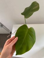 Monstera klein Bayern - Waldmünchen Vorschau