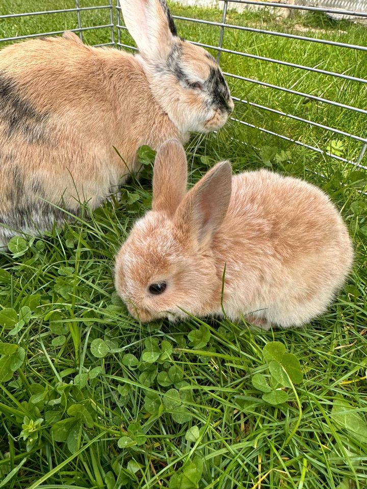 Kaninchen Babys in Köln