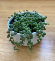 String of pearls, Senecio rowleyanus, Erbsenpflanze Niedersachsen - Isernhagen Vorschau