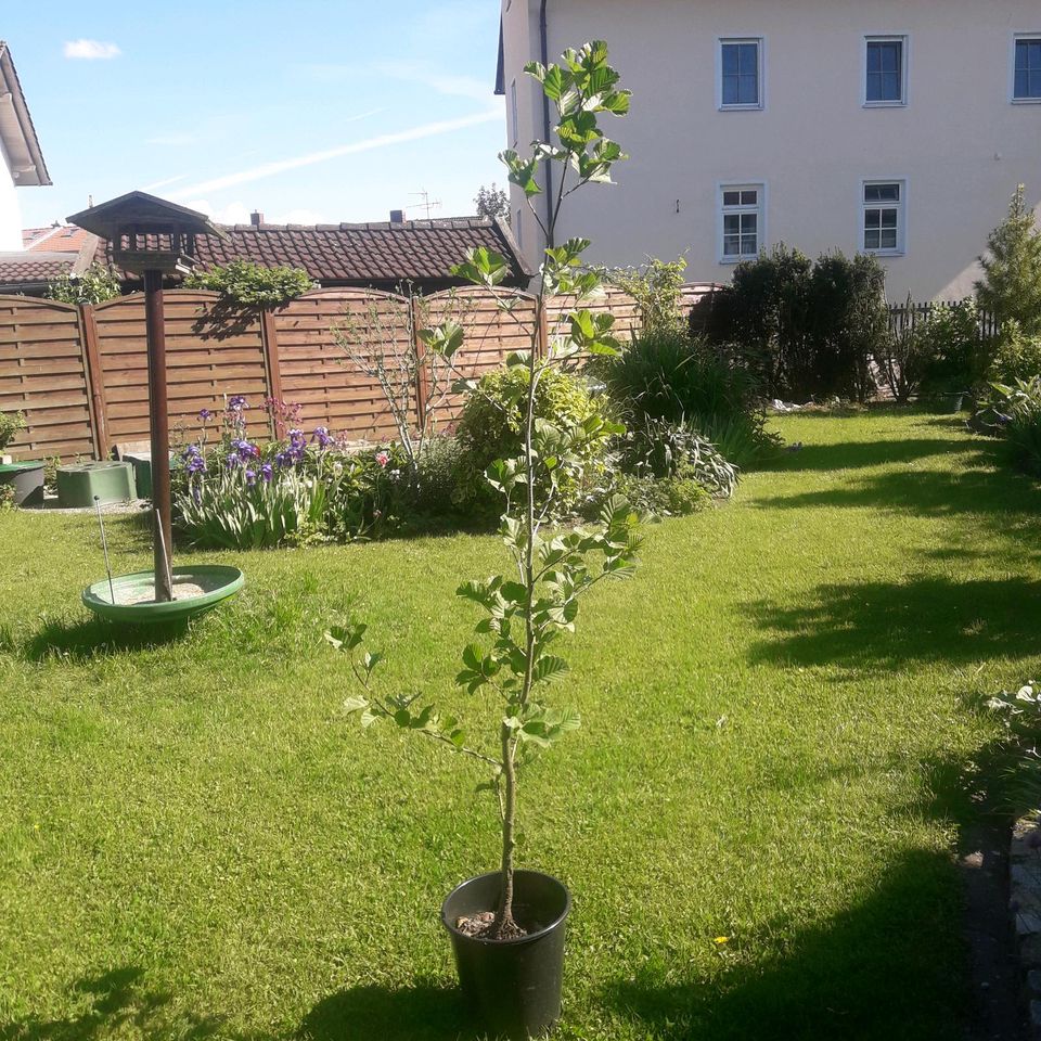 Schwarzerle Setzling, gut 160 cm in Großkarolinenfeld