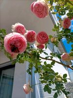 Drei Edenrosen zweifarbig rosa-weiß und 3 Lavendel Baden-Württemberg - Schwendi Vorschau