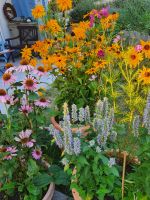 Purpur-Sonnenhut-Samen, Echinacea, Heilpflanze, besonders insekte Bayern - Mömbris Vorschau