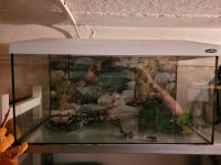 60 liter Aquarium Schleswig-Holstein - Silberstedt Vorschau