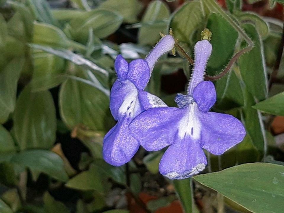 Streptocarpus Blauer Paul Drehfrucht  Ampelpflanze Zimmerpflanze in Stephanskirchen