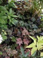 Versch.Purpuglöckchen/Heuchera Niedersachsen - Appel Vorschau