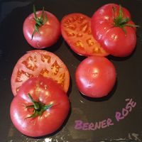 2,50€ - Berner Rosé, Tomatensamen, Fleischtomate Sachsen - Pirna Vorschau