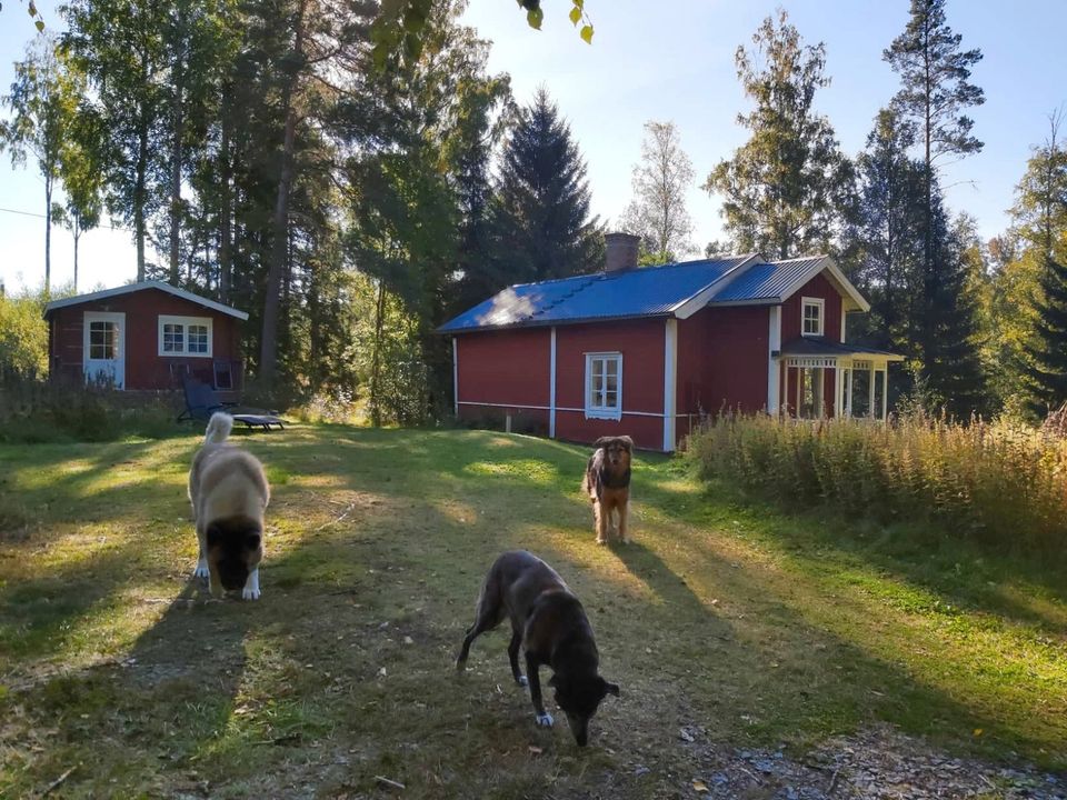 Ferienhaus Schweden bis 4 Personen Wald  Alleinlage Hund Sauna in Berlin