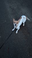 Jack Russell Terrier 22 Monate Jung Brandenburg - Cottbus Vorschau