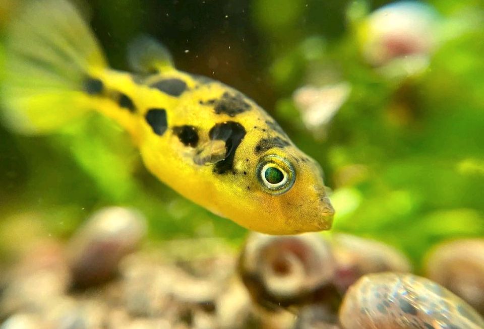 ⭐ Erbsenkugelfisch - Carinotetraodon travancoricus in Bretzfeld