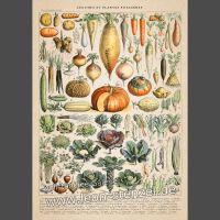 Fine Art Vintage Poster Plakat - Adolphe Millot "Gemüse" Friedrichshain-Kreuzberg - Friedrichshain Vorschau