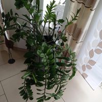 Zamioculcas Pflanze Niedersachsen - Spelle Vorschau