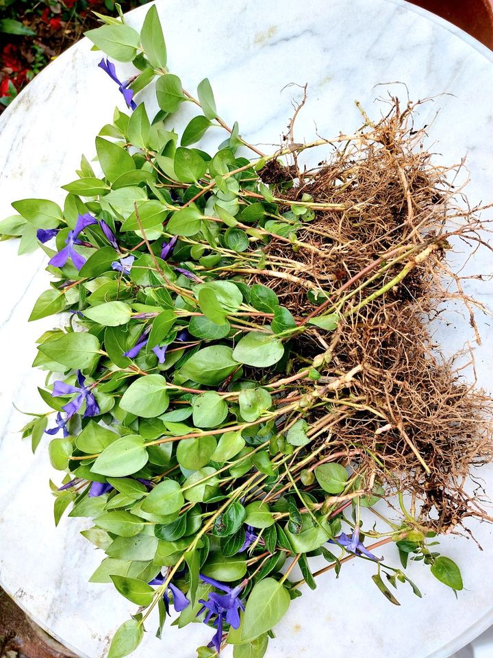 15 Vinca Minor, gut bewurzelte Ableger,  BIO blau-violette Blüten in Erkelenz