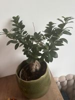 Ficus Ginseng Bonsai Bayern - Kempten Vorschau