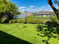 Buchsbaum Hecke Abholung bis spätestens 30.05.25 Wuppertal - Cronenberg Vorschau