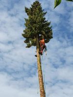 Baumfällung, Problemfällungen, Baum fällen klettern, mulchen Baden-Württemberg - Kolbingen Vorschau