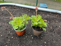 Porzellanblume im Topf Bremen - Osterholz Vorschau