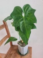 Anthurium clarinervium Hybrid macrolobium noID große Pflanze Köln - Mülheim Vorschau