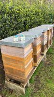 Bienenvolk Ableger 2024 Bienen Dortmund - Westerfilde Vorschau