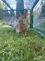 Kaninchen, Zwergkaninchen, Rammler suchen ein neues zu Hause Sachsen-Anhalt - Wernigerode Vorschau
