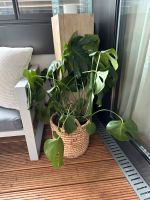 Monstera mit Topf Hamburg-Mitte - HafenCity Vorschau