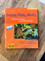 Guppy, Platy, Molly GU Tierratgeber Bayern - Weiden (Oberpfalz) Vorschau