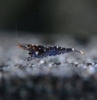 Trimaculata Caridina sp. Sulawesi Kardinals Garnelen DNZ Hamburg-Mitte - Hamburg Horn Vorschau