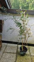 Eukalyptus Pflanze Bochum - Bochum-Südwest Vorschau