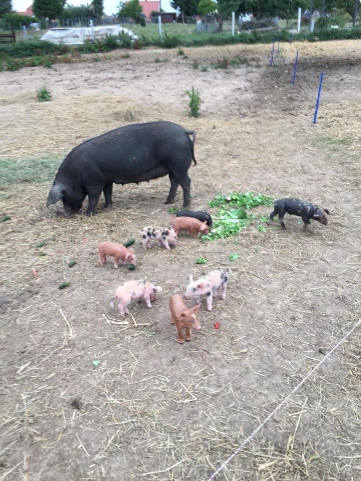 Tierfutter zur regelmäßigen Abholung in Berlingerode