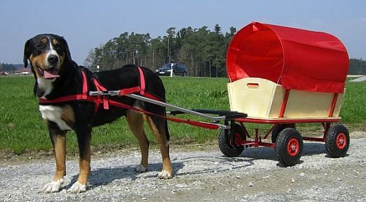 Hundewagen Komplett mit Geschirr, Bollerwagen, Anleitung 100 cm in Wallersdorf