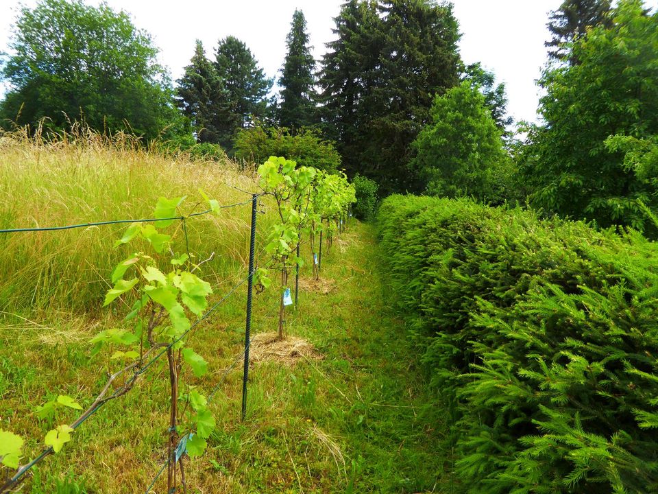 Garten - Grundstück zu verpachten in Graupa in Pirna