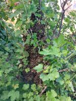 Bienenschwarm  abzugeben Sachsen - Torgau Vorschau