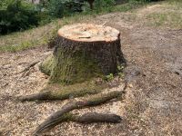 Professionelle Baumstumpf, Wurzelstock Entfernung keine Motorsäge Bayern - Regen Vorschau