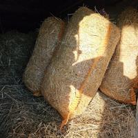 Heu Raufutter für Hase Kaninchen Meerschwein Schaf Ziege Dresden - Bühlau/Weißer Hirsch Vorschau