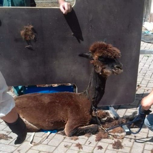 Alpaka Schur - Scheren - Lama - keine Termine mehr im Mai ! in Schwarzenbach am Wald