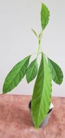 Avocado Jungpflanze ca.53 cm Früchte möglich 12er Topf Bio-Erde Bielefeld - Quelle Vorschau
