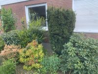 Diverse Gartenpflanze Nordrhein-Westfalen - Gütersloh Vorschau