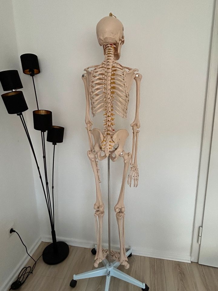 Skelett - anatomisch korrekt in Düsseldorf