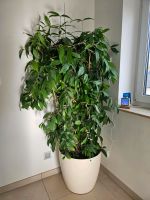 Bambus-Pflanze mit Topf, 180cm Brandenburg - Wildenbruch Vorschau