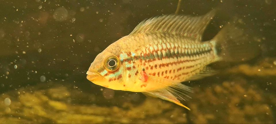 Apistogramma spec. Alto Tapiche in Eschborn