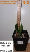 Sansevieria trifasciata (revertierte Laurenii) / versch. Pflanzen Dortmund - Wickede Vorschau