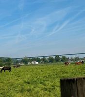 Reitbeteiligung oder Pferd zur Verfügung Nordrhein-Westfalen - Mülheim (Ruhr) Vorschau
